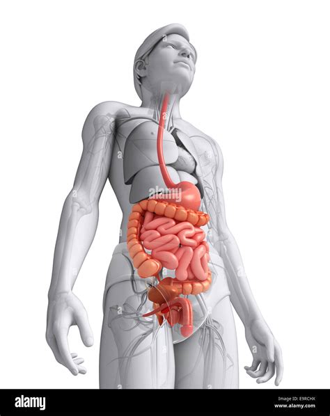 Illustration Of Male Small Intestine Anatomy Stock Photo Alamy