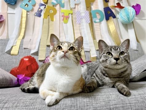 家族になって200日を突破！漁港で保護された愛猫ととまる＆はんみ｜ねこナビ