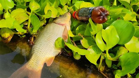 Primitive Use Bottle Fish Trap Fisherman Fishing Use Plastic Bottle