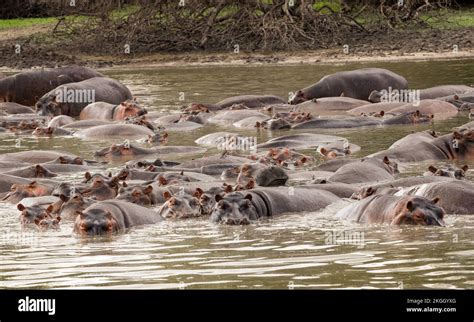 As The Levels Of The Rufiji River Drop And The Lakes Shrink Pods Of