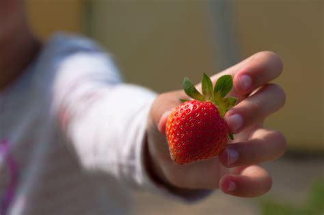 Free Images Hand Fruit Flower Petal Finger Food Red Produce