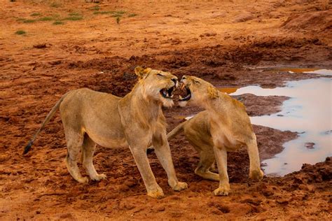 Safari privé d une journée à Tsavo East au départ de Mombasa et Diani