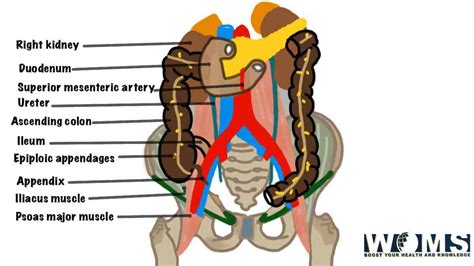 Ascending Colon: Anatomy, Important Functions and Clinical Conditions ...