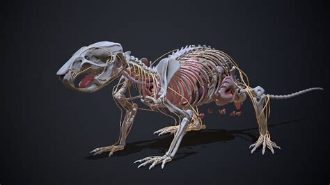 ArtStation - Rat anatomy, Sergey Egelsky | Rats, Nervous system organs ...