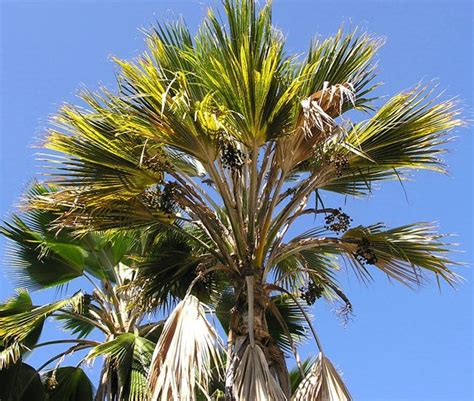 10 Reasons Why Palm Leaves Are Turning Brown Or Yellow Palm Trees