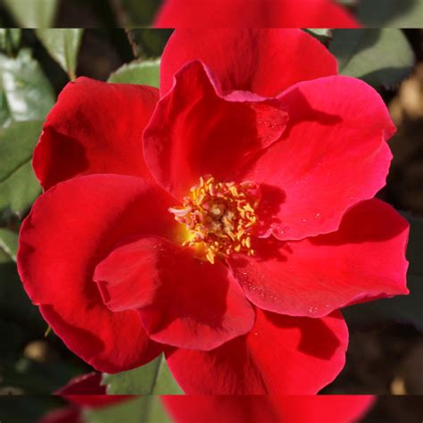 Rose, Miracle On The Hudson Flowering Shrub, 3 Gallon Container - Alsip ...