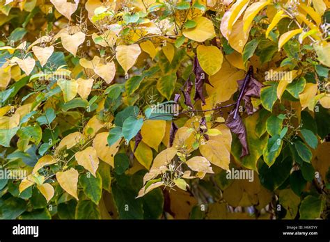 Japanese Knotweed Fallopia Japonica Reynoutria Japonica Autumn