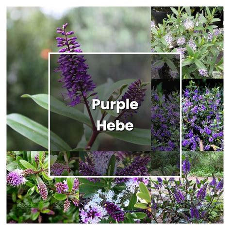 How To Grow Purple Hebe Plant Care Tips NorwichGardener