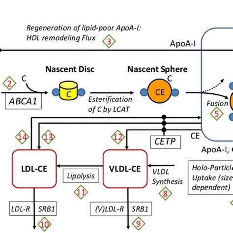 The Distribution Of The Clearance Of HDL CE And HDL C And Their