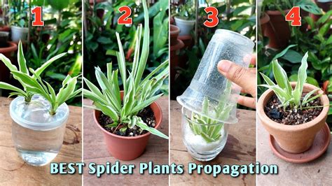 How To Propagate Spider Plants Best Ways To Propagate Spider Plants Youtube