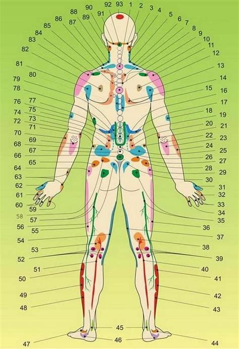 Acupuncture Body Model Artofit