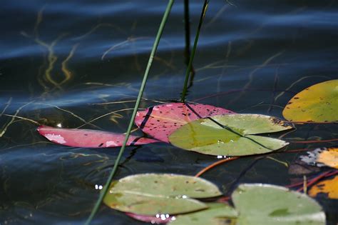 Sur Le Lac De Remoray Doubs Michel Arnoux Flickr