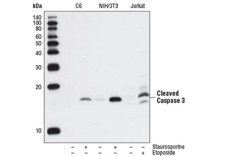 Cleaved Caspase Asp A E Rabbit Mab L