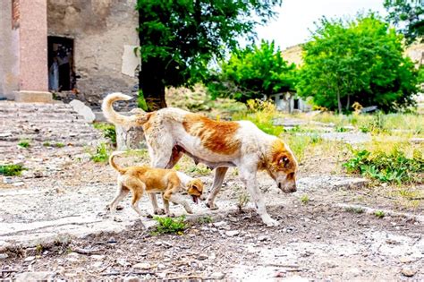 Chernobyls ‘radioactive Dogs Are Mutating In Strange Ways Scientists