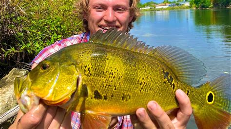 Sight Fishing GIANT PEACOCK BASS In FLORIDA YouTube