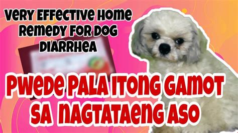 How To Cure Dog Diarrhea Quickly At Home Ano Ang Gamot Sa Asong