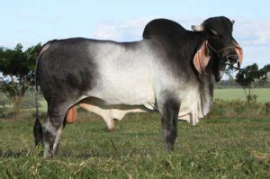 Kankrej Cow » Cattle Breed » Desi Cow » IndianCattle