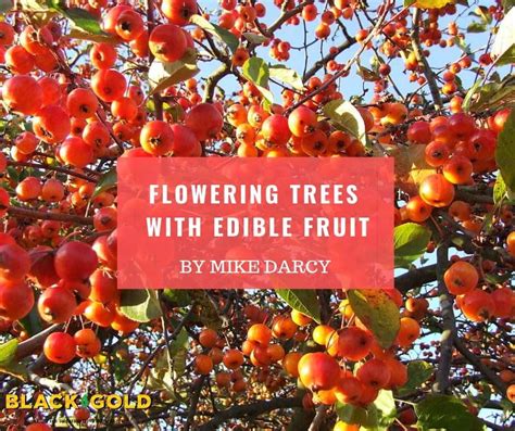 Spring Flowering Trees with Edible Fruit – Black Gold