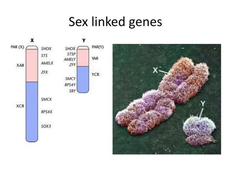 Ppt Sex Linked Genes Powerpoint Presentation Free Download Id2389370