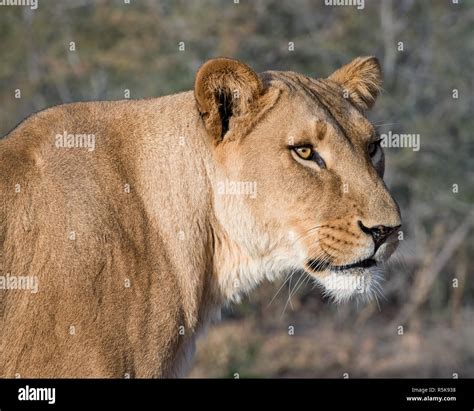 Lion Lioness Profile Hi Res Stock Photography And Images Alamy