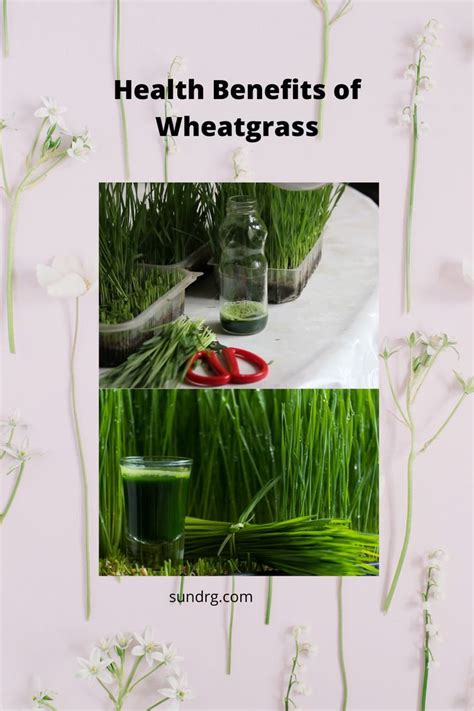 Wheatgrass Top 11 Health Benefits Uses And Side Effects In 2022