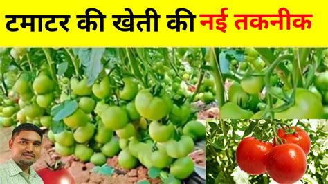 गर्मी में टमाटर की खेती से लाखों कमाएं Tamatar Ki Kheti Kaise Karen