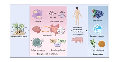 Deoxynivalenol Emerging Toxic Mechanisms And Control Strategies