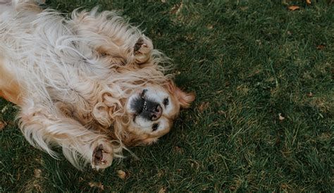 Dia Mundial Del Perro D A Del Perro Por Qu Se Celebra El De Julio