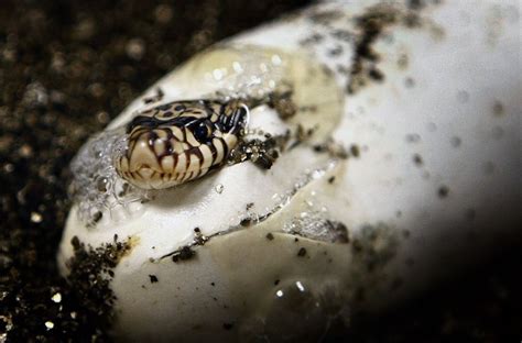 Baby Snakes Hatching