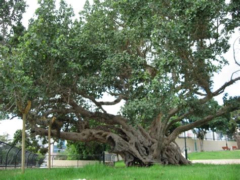 What Tree Is The Sycamine Israel Tours