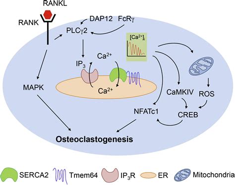 Tmem64 Modulates Calcium Signaling During RANKL Mediated Osteoclast