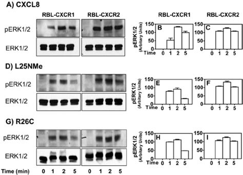 Cxcr1 And Cxcr2 Mediated Erk Phosphorylation Download Scientific Diagram