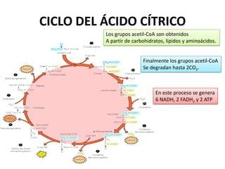 Ciclo De Krebs Ppt