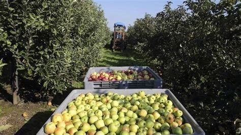 El Sector Frut Cola En Crisis Exportan Un Menos El Debate