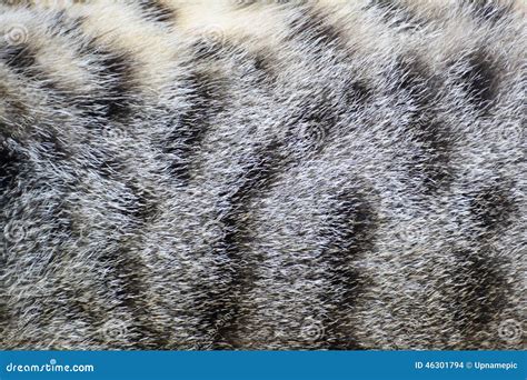 Cat Fur Texture Background Stock Photo Image Of Soft Brown 46301794