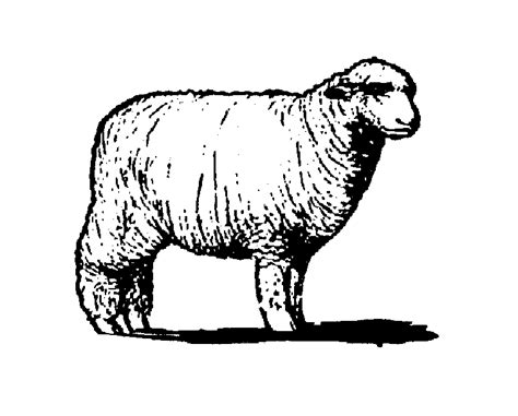 Sheep black and white sheep clipart black and white free images 2 2 ...