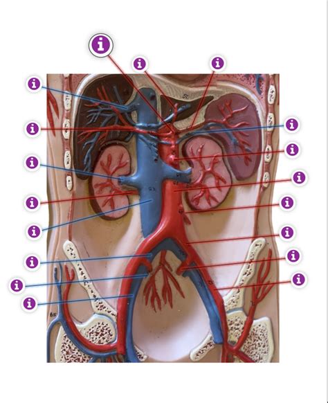 Abdomen Diagram Quizlet