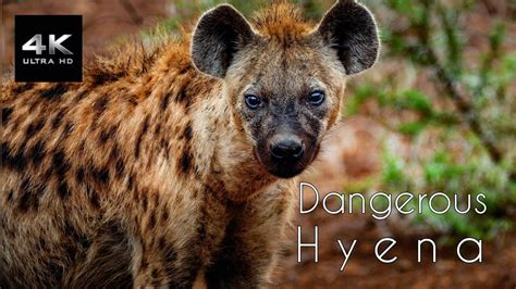 Wild Animals Spotted Dangerous Hyena Short Documentary 2022 4k Ultra