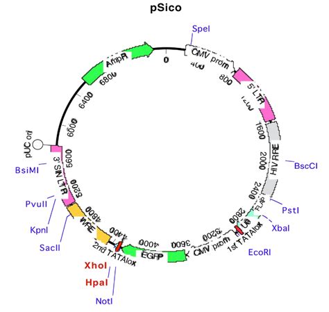 Psico载体质粒图谱 优宝生物