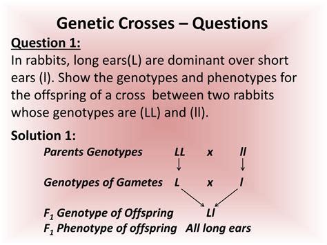 Ppt Chpt 17 Genetic Crosses Powerpoint Presentation Free Download