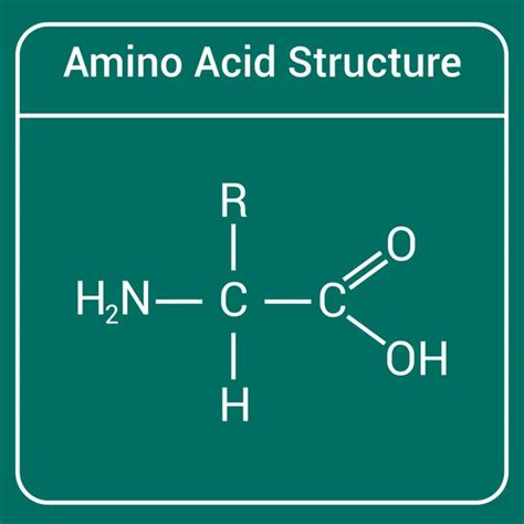 Generic Structure Of Amino Acid