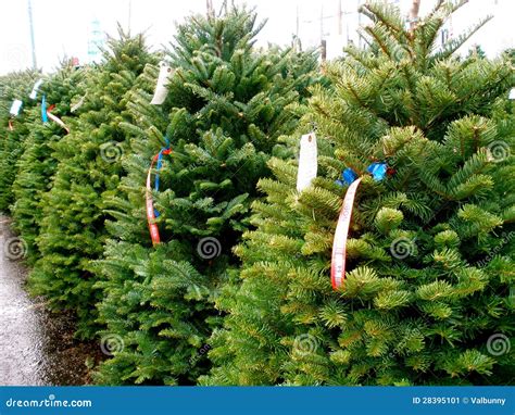 Christmas Tree Lot stock image. Image of line, tree, christmas - 28395101