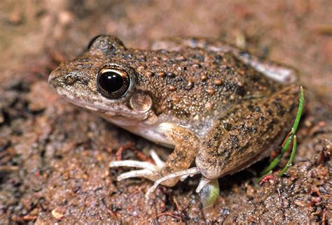 Photos Of Hylid Frogs Hylidae