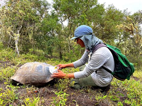 Unveiling The Migratory Mysteries Of Galápagos Giant Tortoises