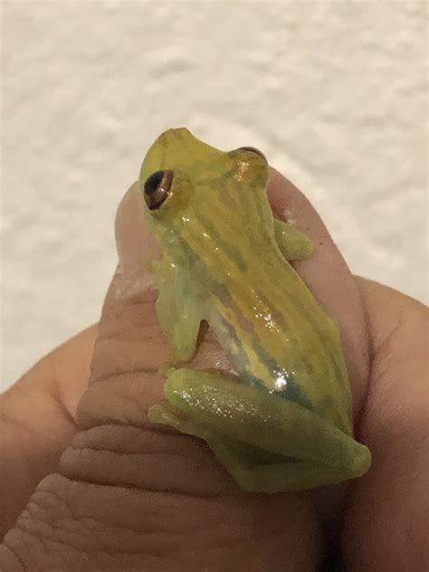 Fowler S Snouted Tree Frog From San Miguel De Los Bancos Pichincha Ec