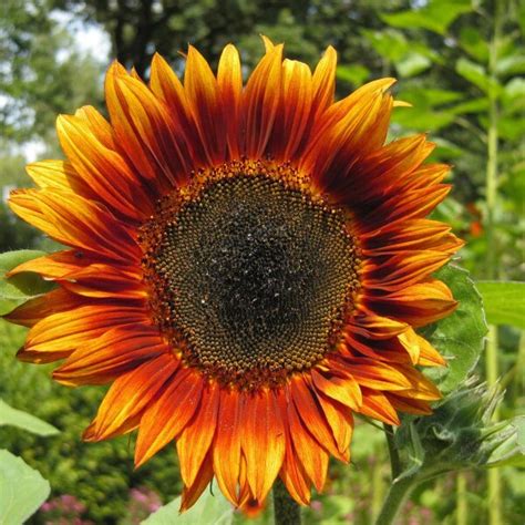 Tournesol Velvet Queen Helianthus Annuus Bio Semences