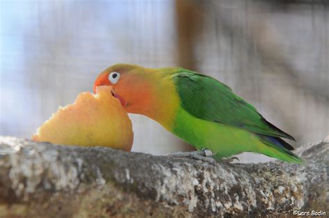 Agapornis Fischeri Fischers Lovebird Encyclopedia Of Parrots