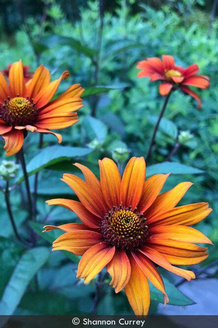 Heliopsis Helianthoides Var Scabra Bleeding Hearts Bleeding Hearts