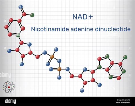 Nicotinamide Adenine Dinucleotide Oxidized Form Nad Coenzyme