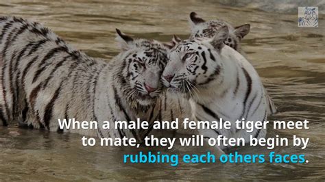 Social Behavior Of Wild Tigers Youtube